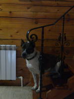 VFL.RU - ваш фотохостинг