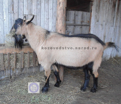 Элвис ЛПХ Эгида