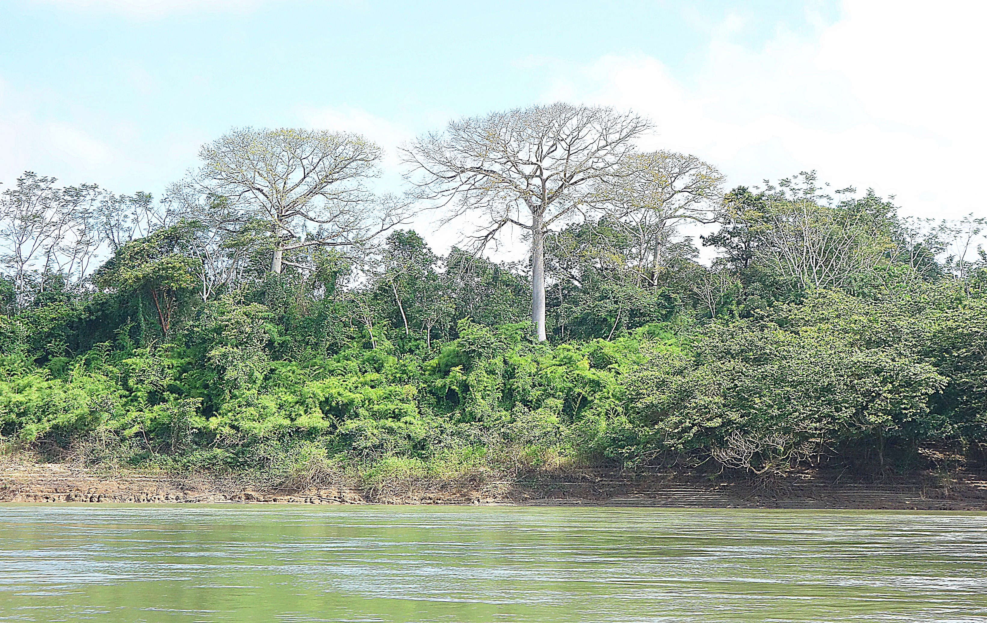 Тропический лес - сельва - по берегам реки. Фото Морошкина В.В.