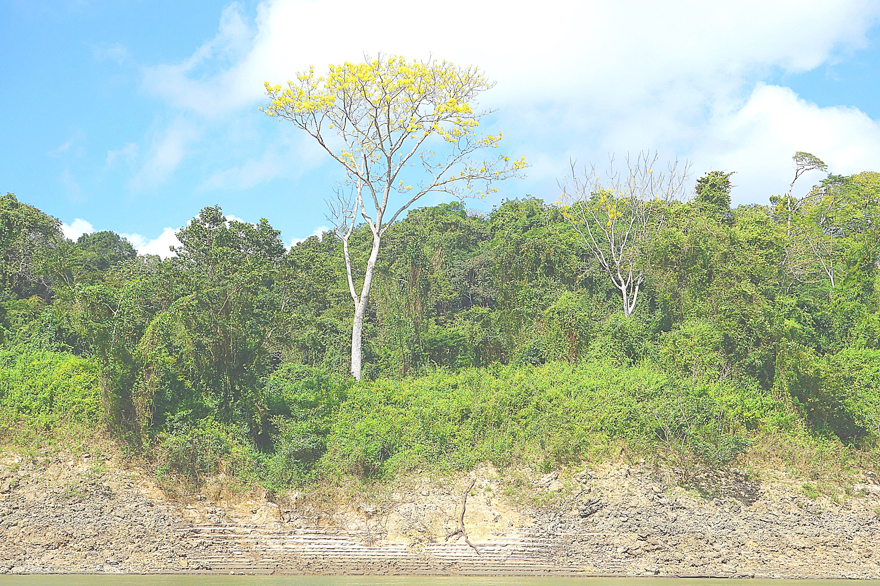 Сельва и дерево саната на берегу р. Усумасинта. Фото Морошкина В.В.
