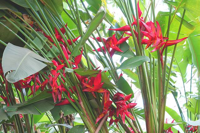 Мексиканские цветы - т.н. райские птички. Фото Морошкина В.В.