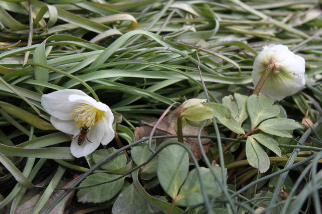 Чайная беседка