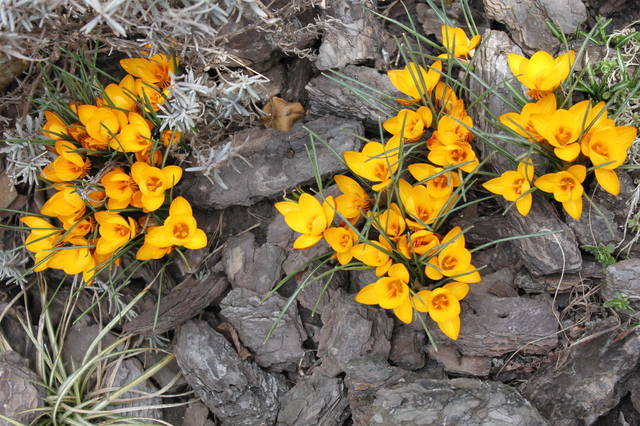 Чайная беседка