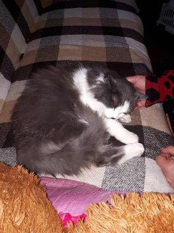 Барсик в новом доме Барсик в новом доме