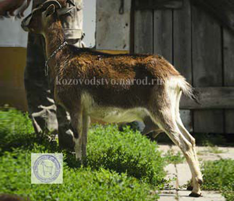 Эделия 2 Светлолана