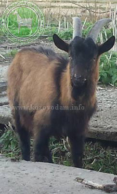 Швейк 2 Katiunya