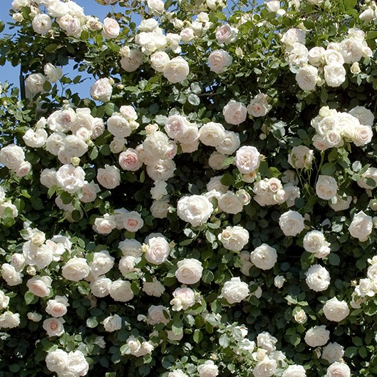 Роза плетистая Белая