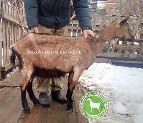 Ириска 1 Winsta