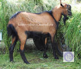 Элронд 1 Иванова Наталья