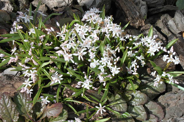 Чайная беседка