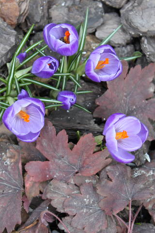 Чайная беседка