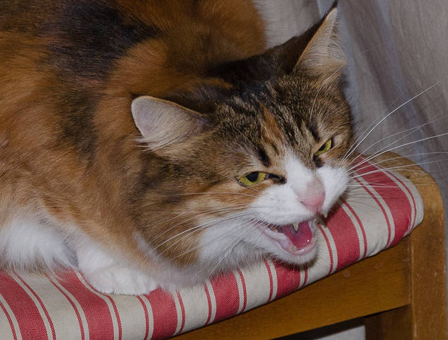 Кошки в нашей жизни. Кошки и все, что с ними связано.