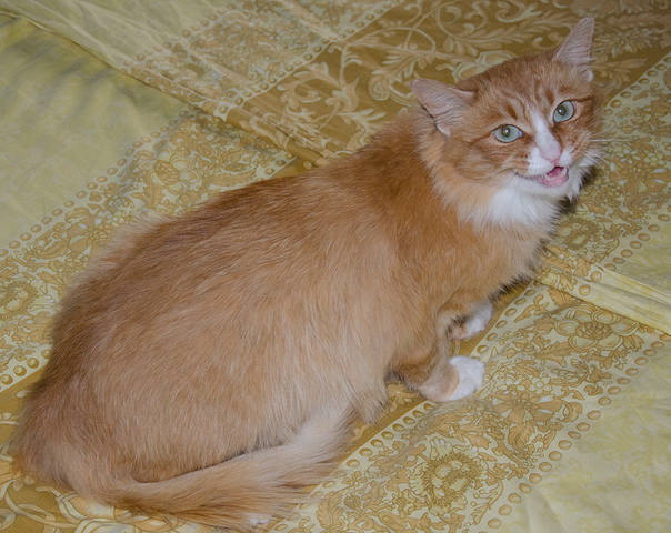 Кошки в нашей жизни. Кошки и все, что с ними связано.