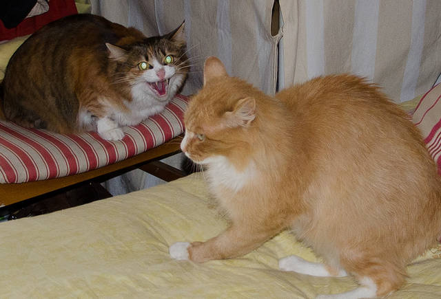 Кошки в нашей жизни. Кошки и все, что с ними связано.