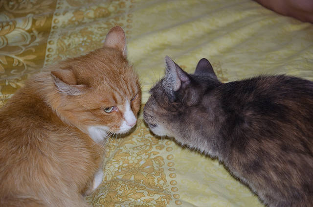 Кошки в нашей жизни. Кошки и все, что с ними связано.