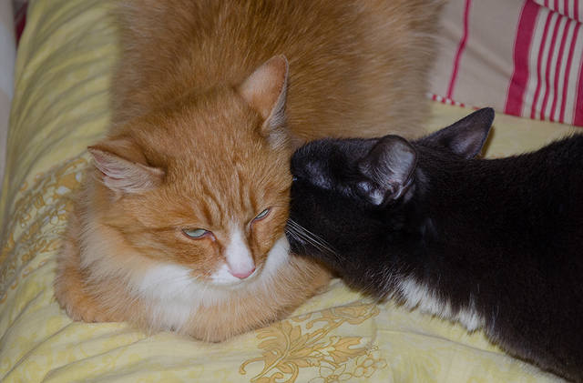 Кошки в нашей жизни. Кошки и все, что с ними связано.