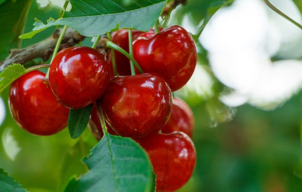 cherry-macro-chereshnia