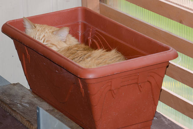 Кошки в нашей жизни. Кошки и все, что с ними связано.