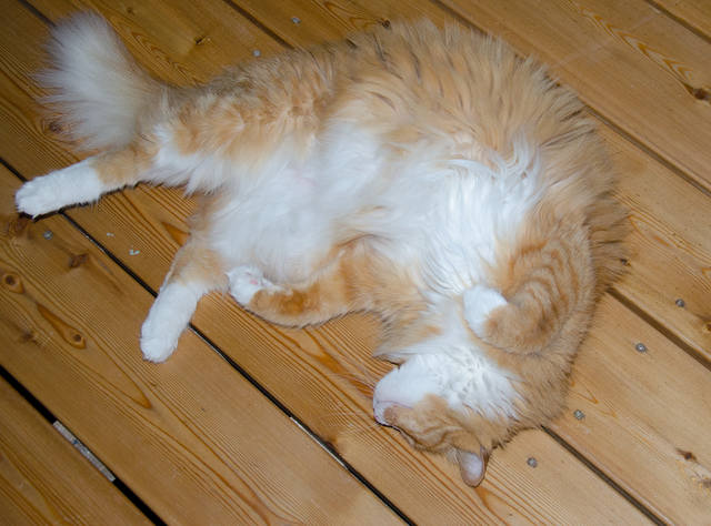 Кошки в нашей жизни. Кошки и все, что с ними связано.