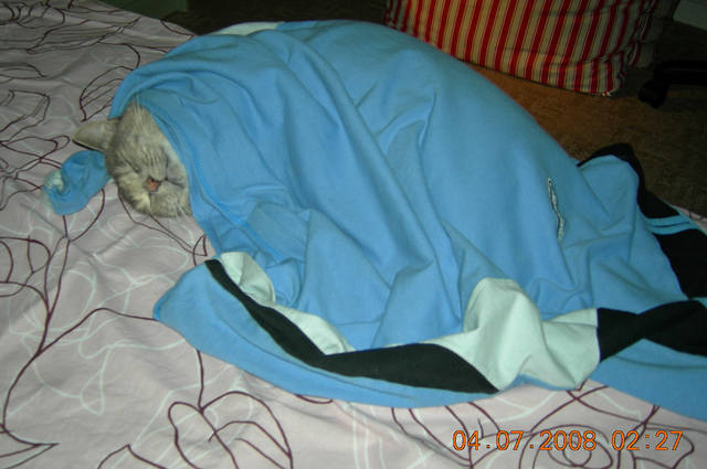 Кошки в нашей жизни. Кошки и все, что с ними связано.