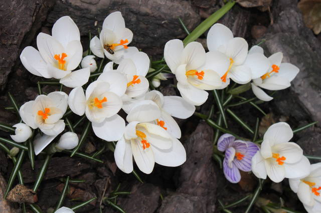 Чайная беседка