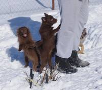 VFL.RU - ваш фотохостинг