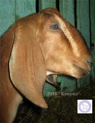 харфи 1 Боярка