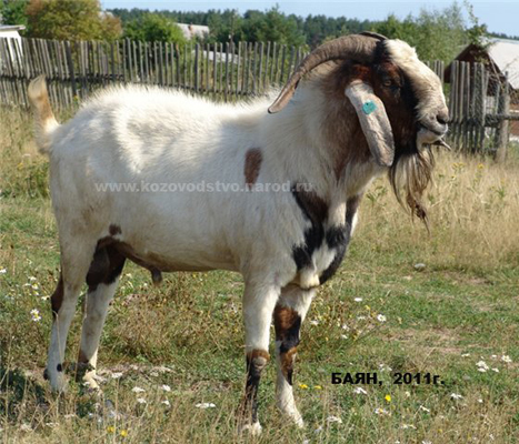 Лева отец баян Крапива Жгучая