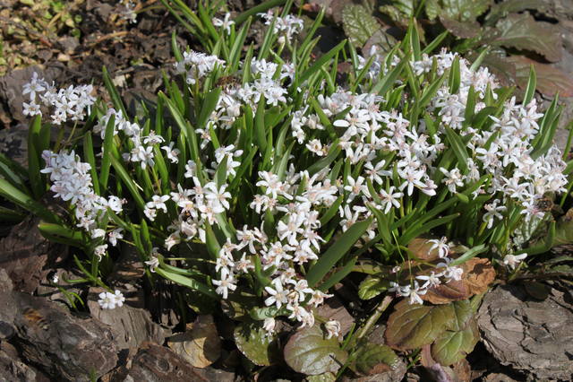 Чайная беседка