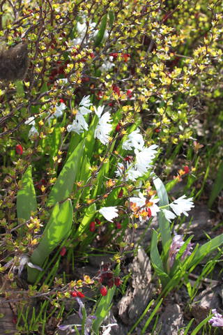 Чайная беседка