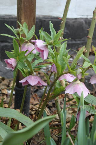 Чайная беседка