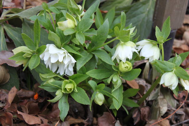 Чайная беседка