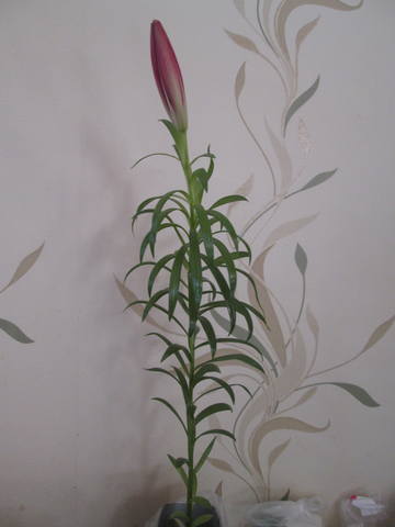 Кафе "У пани Сони"