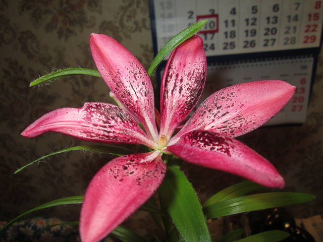 Кафе "У пани Сони"