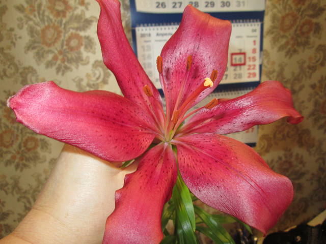 Кафе "У пани Сони"