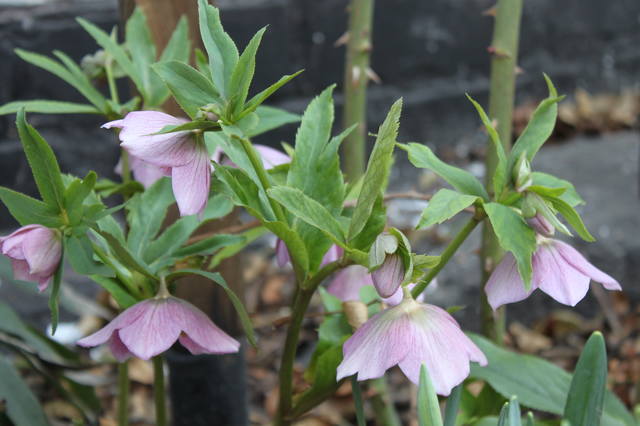 Чайная беседка