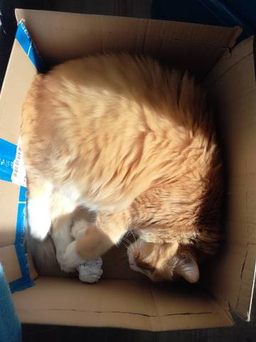 Кошки в нашей жизни. Кошки и все, что с ними связано.