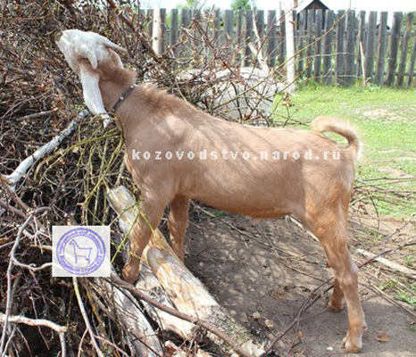 Марсель 1 ЛПХ Эгида