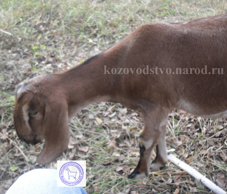 Луна 1 silverheartcats