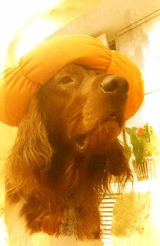 Чайная беседка