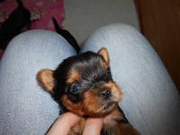 3 помёт,27 день 029