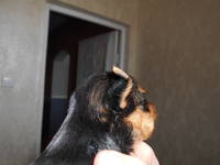 3 помёт,27 день 015