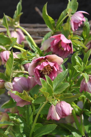 Чайная беседка