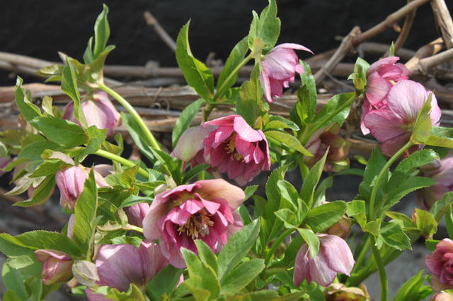 Чайная беседка