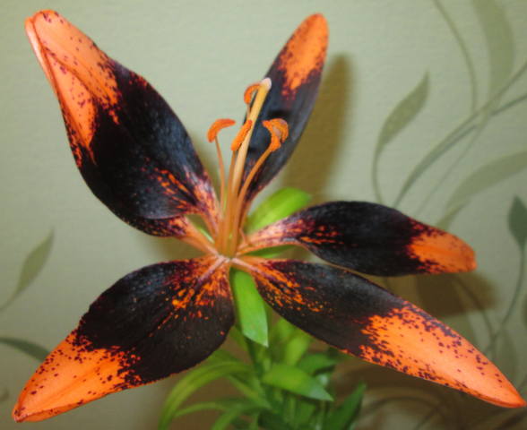 Кафе "У пани Сони"