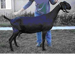 Айдэ мать Форест Фрау