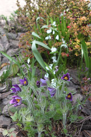 Чайная беседка