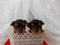 1 месяц, 3-ий помёт 028