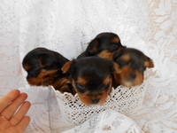 1 месяц, 3-ий помёт 039