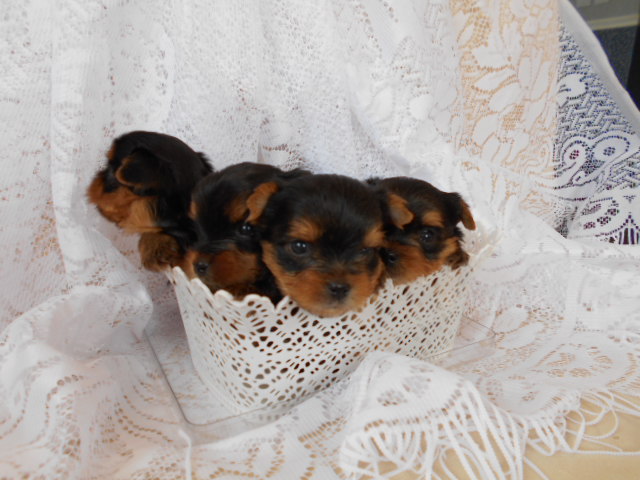 1 месяц, 3-ий помёт 041